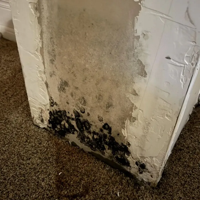Professional Mold Removal in Georgetown, CT